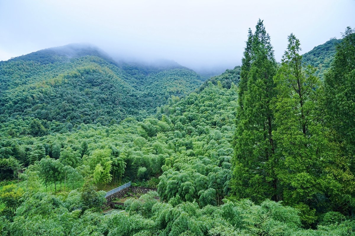 青山竹海